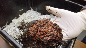 Kenya : le lombricompostage, une solution innovante pour régénérer les sols appauvris