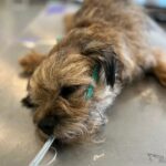 Canicule en Corée du Nord : les chiens en grand danger face aux traditions culinaires