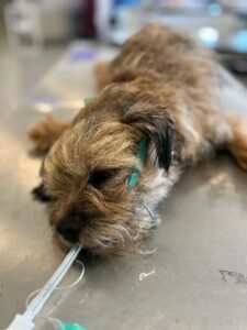 Canicule en Corée du Nord : les chiens en grand danger face aux traditions culinaires