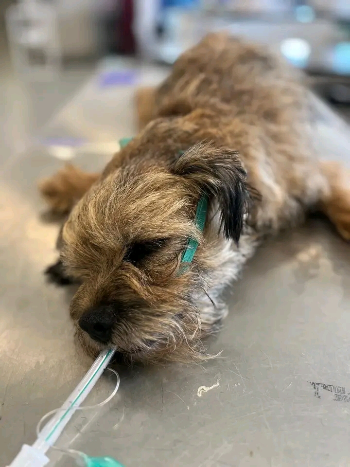 Canicule en Corée du Nord : les chiens en grand danger face aux traditions culinaires
